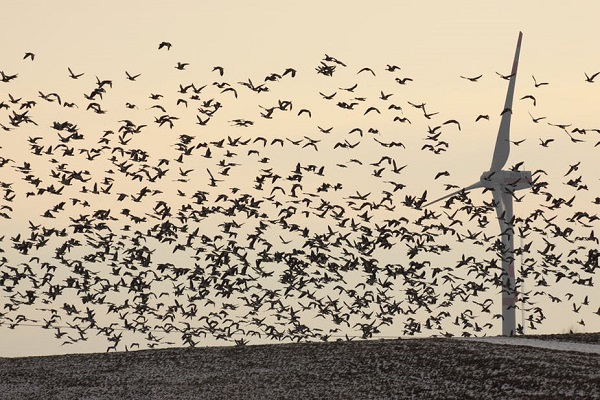 پوتین : انرژی بادی برای پرندگان مضر است