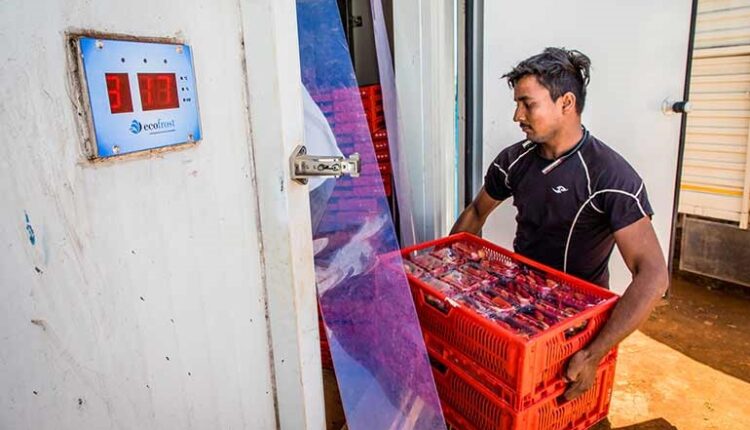 یخچال های خورشیدی، شاهراه حیاتی کشاورزان هندی