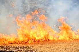 پایان آتش سوزی در بوستان ها