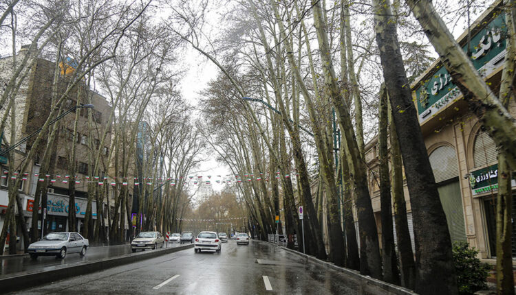 واکاوی خشک شدن درختان چنار خیابان ولیعصر